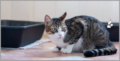 Sika Poza Kuwetą? Niesamowite Zachowanie Kotki!