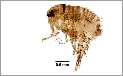 Uwaga! U Was Też Są Czarne Robaki W Domu?