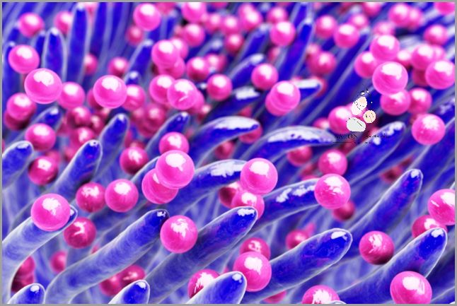 Gronkowiec Złocisty w Gardle! Co to oznacza?