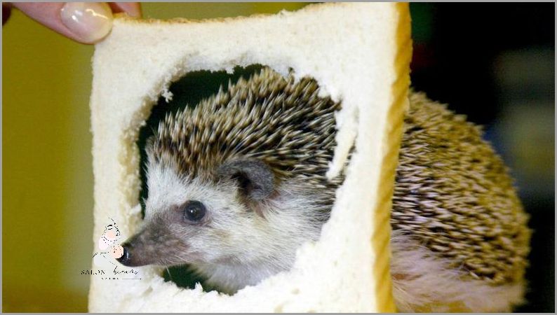 Ile Lat Żyje Jeż Pigmejski? Ile Lat Żyje Jeż Pigmejski?