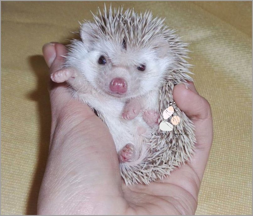 Ile Lat Żyje Jeż Pigmejski? Ile Lat Żyje Jeż Pigmejski?