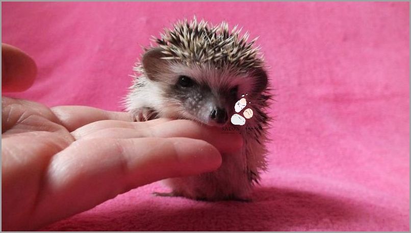 Ile Lat Żyje Jeż Pigmejski? Ile Lat Żyje Jeż Pigmejski?