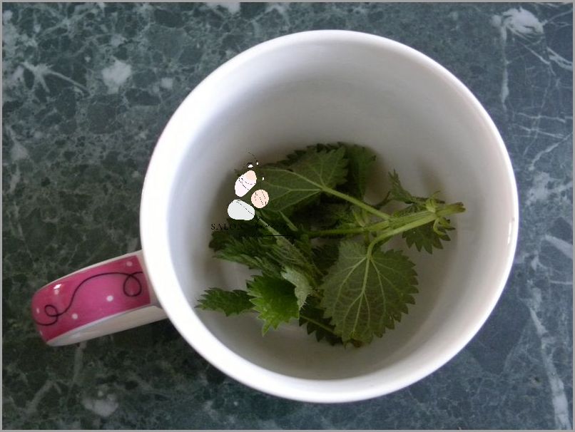 Jak Zrobić Wcierkę Ze Świeżej Pokrzywy? Jak Zrobić Wcierkę Ze Świeżej Pokrzywy?