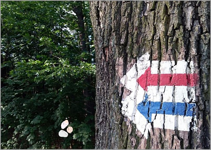 Kolory Siniaka - Co One Oznaczają?