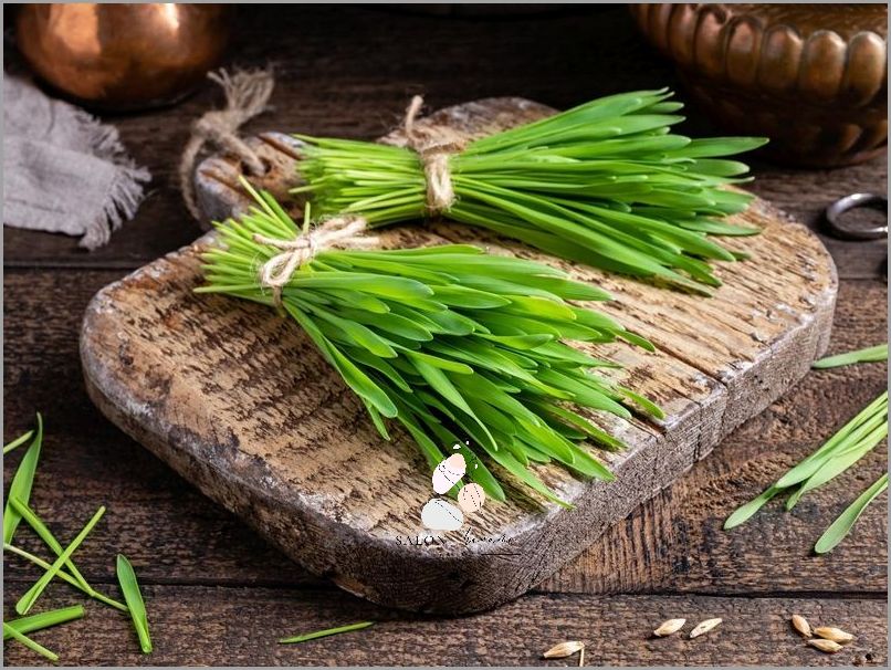 Młody Jęczmień: Oto Opinie i Efekty!