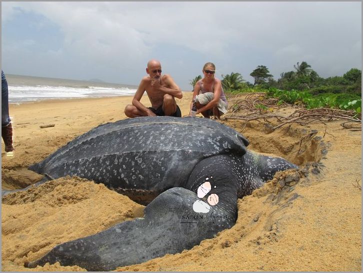 Żółw Grecki Żyje aż...? Przekonaj się! Żółw Grecki Żyje aż...? Przekonaj się!