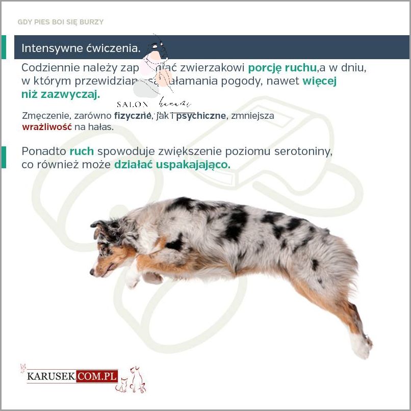 Zerwane Wiezadlo U Psa - Co Zrobic?