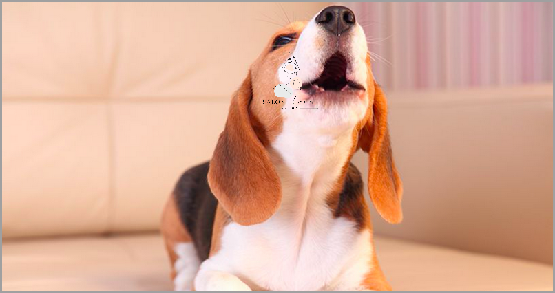 Zerwane Wiezadlo U Psa - Co Zrobic?