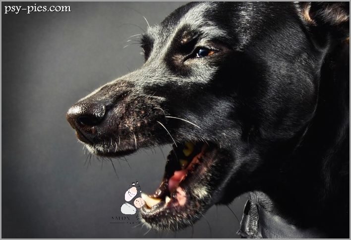 Zerwane Wiezadlo U Psa - Co Zrobic?