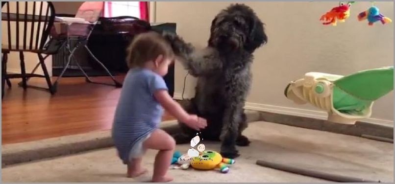 Zerwane Wiezadlo U Psa - Co Zrobic?