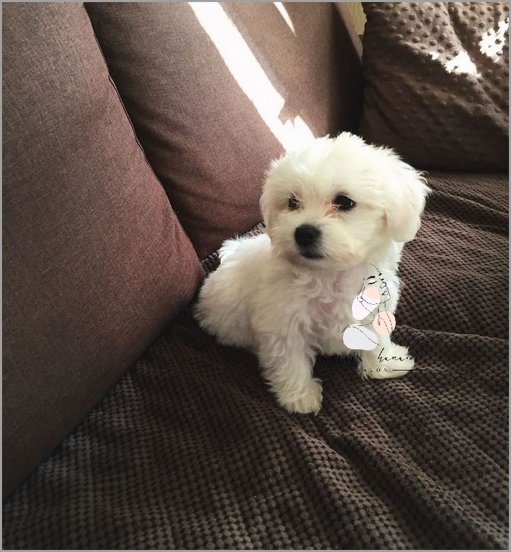 Nowe Warkocze Bokserskie Z Włosów Syntetycznych - Nie Przegap!