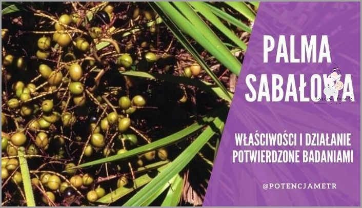 Uwaga! Palma Sabałowa - Skutki Uboczne! Uwaga! Palma Sabałowa - Skutki Uboczne!