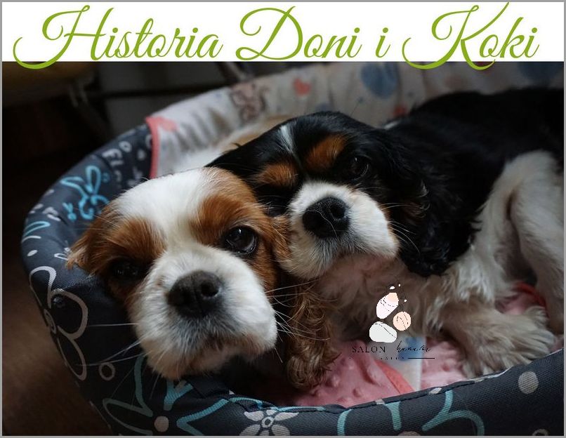 Odkryj Prawdziwe Piękno Cavalier King Charles Spaniel Hodowla!