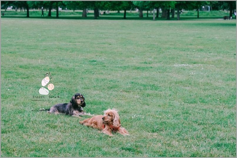 Odkryj Prawdziwe Piękno Cavalier King Charles Spaniel Hodowla!