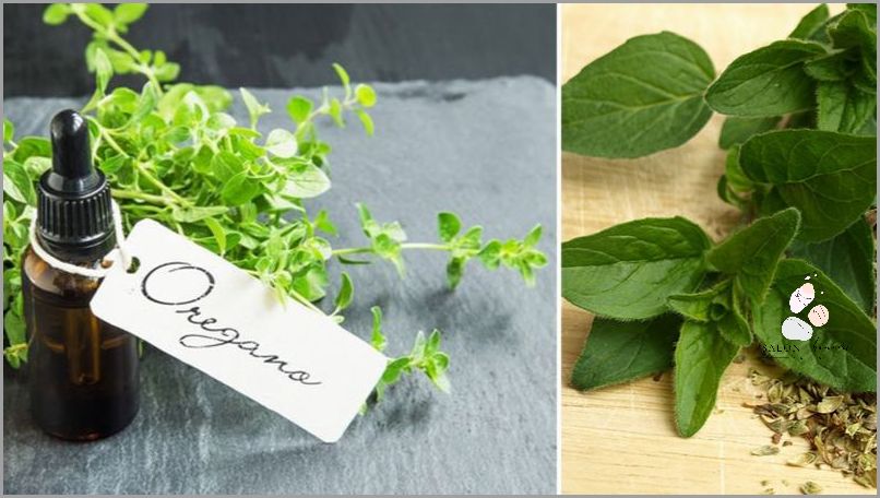 Olejek Z Dzikiego Oregano - Przepis na Zdrowie!