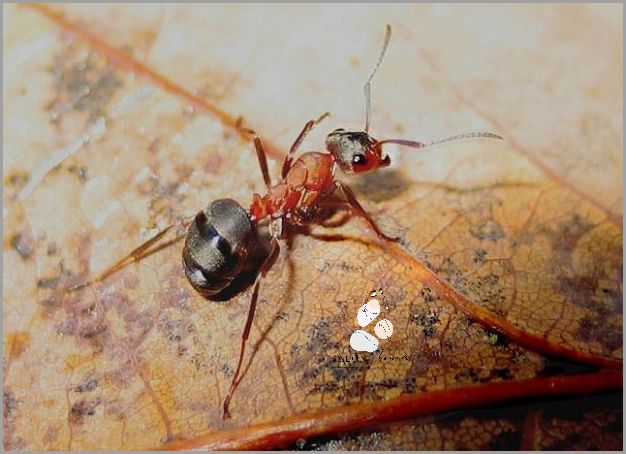 Uczucie Swędzenia? Sprawdź, Czym Jest Swędząca Wysypka Na Brzuchu! Uczucie Swędzenia? Sprawdź, Czym Jest Swędząca Wysypka Na Brzuchu!