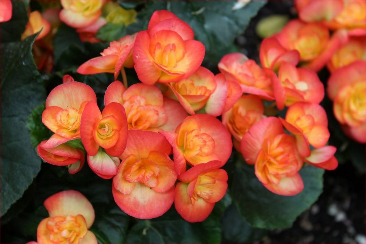 Begonia w ogrodzie - Magiczne barwy i niesamowite kształty. Przewodnik po uprawie