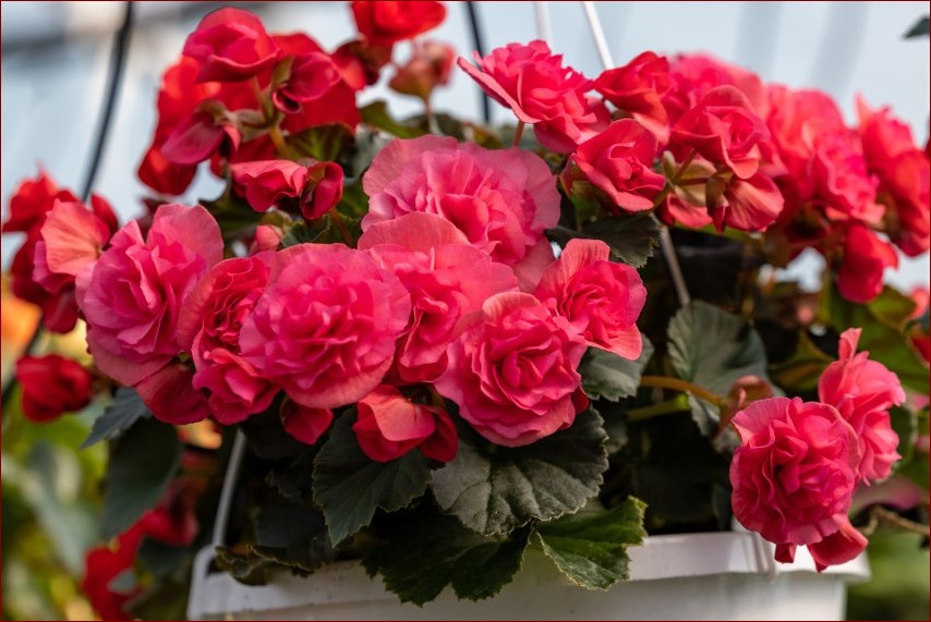 Begonia w ogrodzie - Magiczne barwy i niesamowite kształty. Przewodnik po uprawie