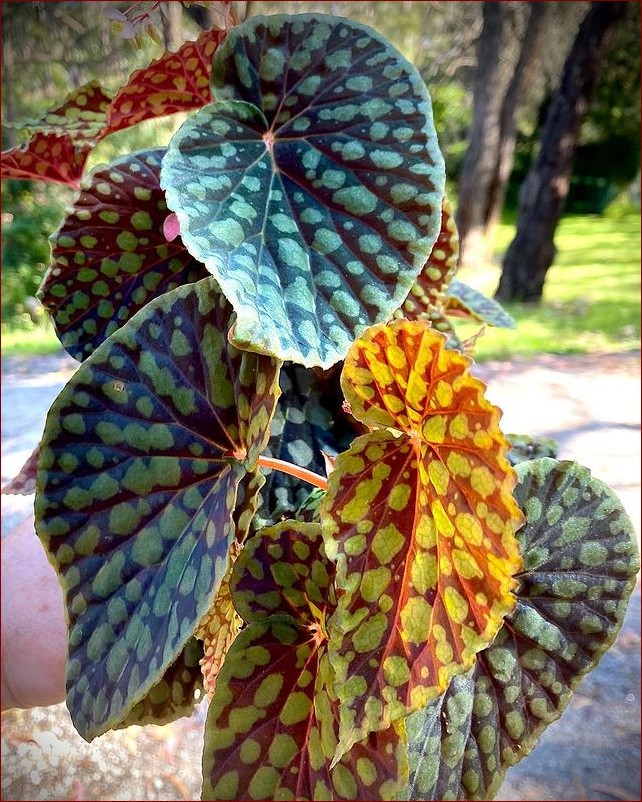 Begonia w ogrodzie - Magiczne barwy i niesamowite kształty. Przewodnik po uprawie