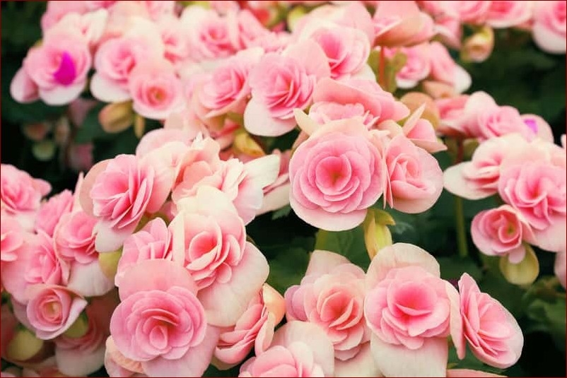 Begonia w ogrodzie - Magiczne barwy i niesamowite kształty. Przewodnik po uprawie