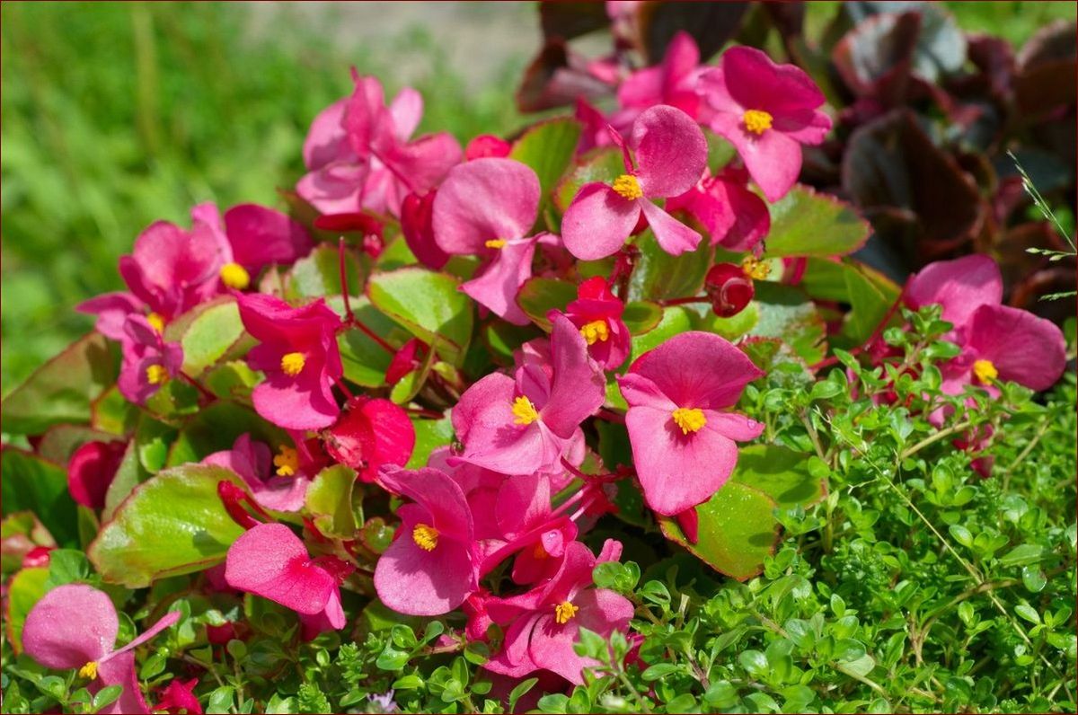 Begonia w ogrodzie - Magiczne barwy i niesamowite kształty. Przewodnik po uprawie
