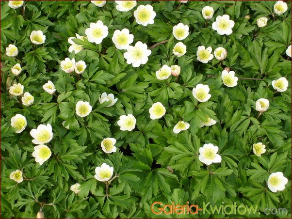 Białe leśne kwiaty: Odkryj piękno natury w delikatnych kwiatach lasów