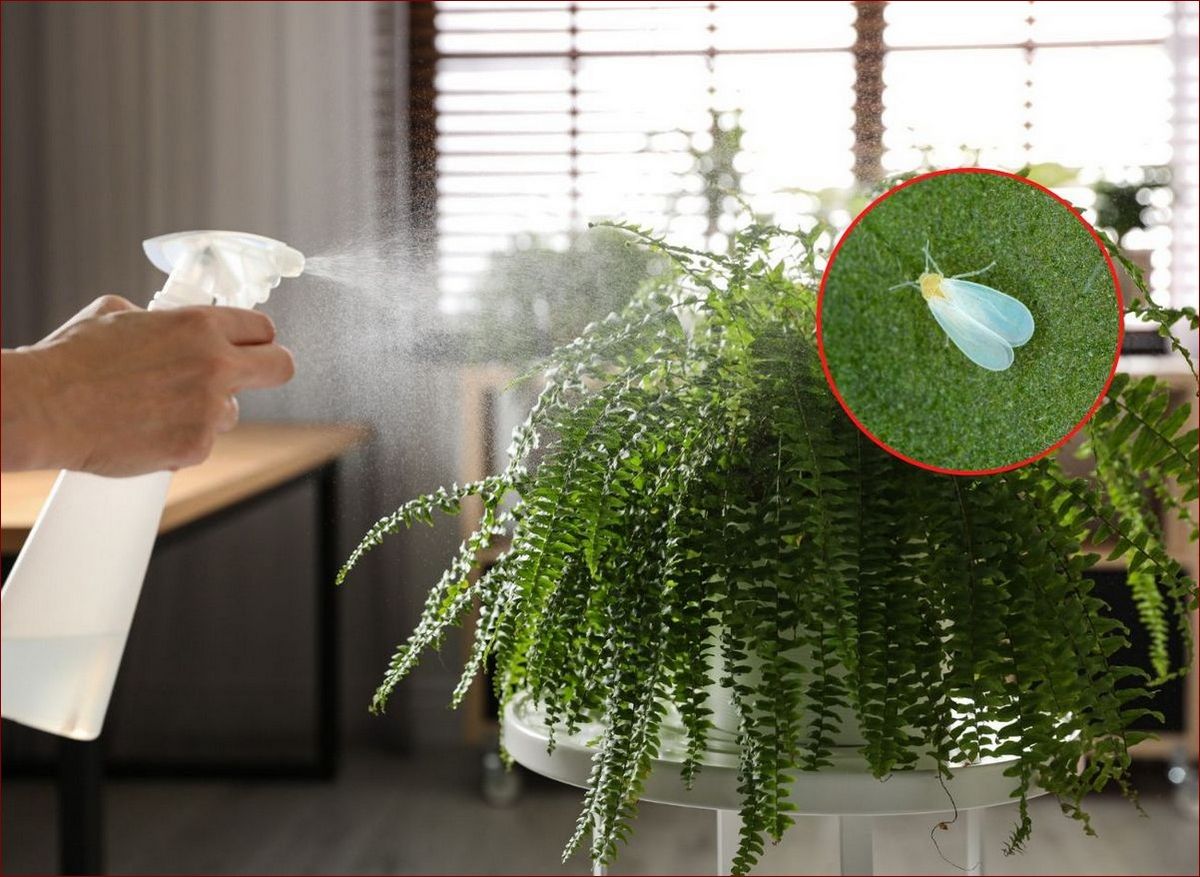 Białe muszki na kwiatach: skuteczne sposoby zwalczania tych irytujących szkodników