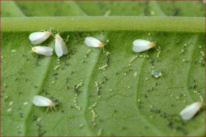 Białe muszki na kwiatach: skuteczne sposoby zwalczania tych irytujących szkodników