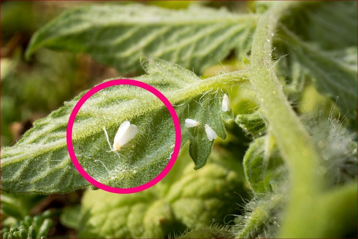 Białe muszki na kwiatach: skuteczne sposoby zwalczania tych irytujących szkodników