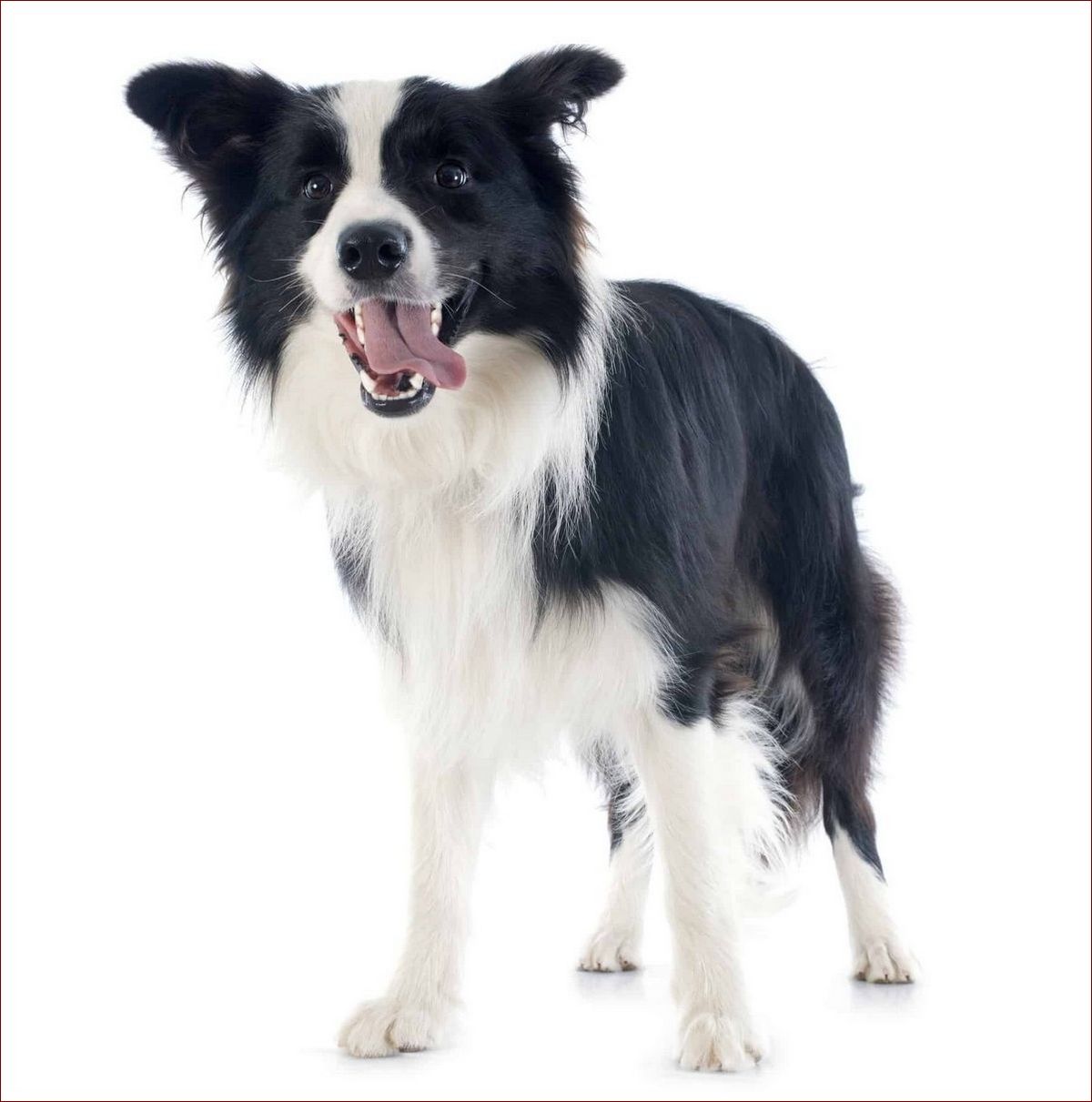 Border Collie Waga: Klucz do Zdrowego i Aktywnego Psa – Praktyczne Porady