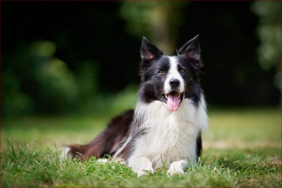Border Collie Waga: Klucz do Zdrowego i Aktywnego Psa – Praktyczne Porady