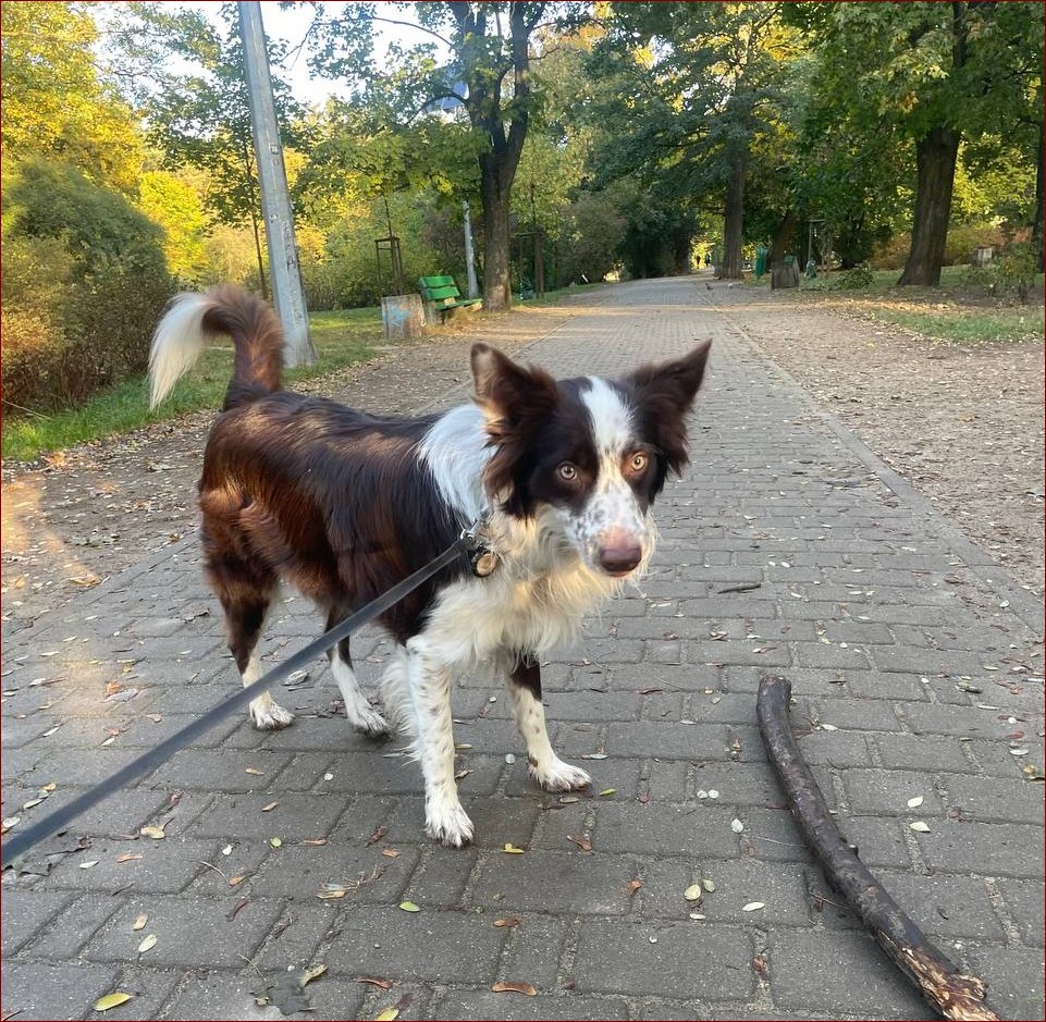 Border Collie Waga: Klucz do Zdrowego i Aktywnego Psa – Praktyczne Porady