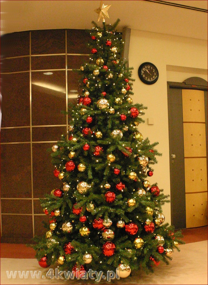 Choinki ubrane na złoto - symbol świątecznego luksusu i wyrafinowania