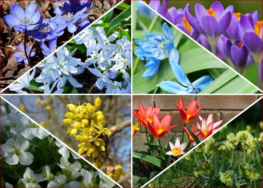 Co kwitnie w marcu? Odkryj wiosenne skarby w Twoim ogrodzie!