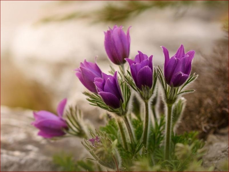 Co kwitnie w marcu? Odkryj wiosenne skarby w Twoim ogrodzie!