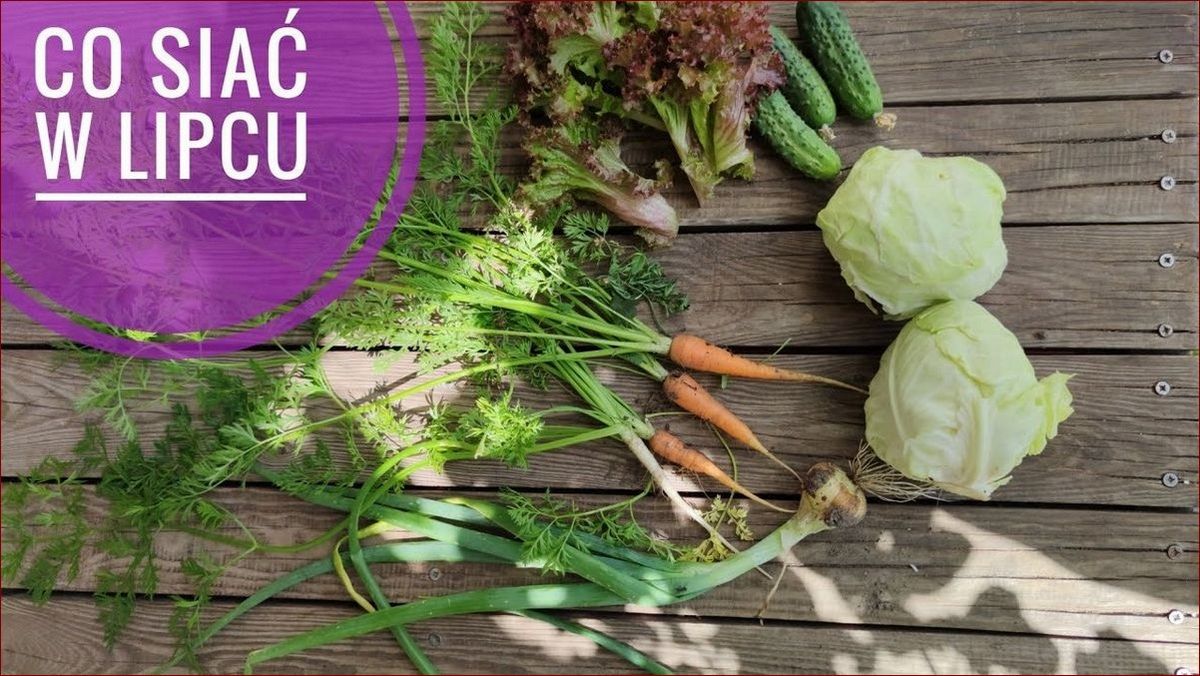 Co można siać w lipcu? Przewodnik dla ogrodników - sprawdzone warzywa i porady