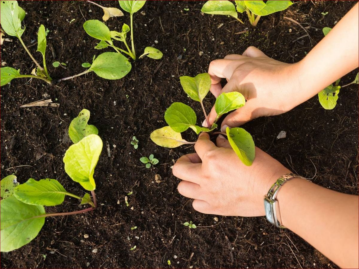 Co można siać w lipcu? Przewodnik dla ogrodników - sprawdzone warzywa i porady