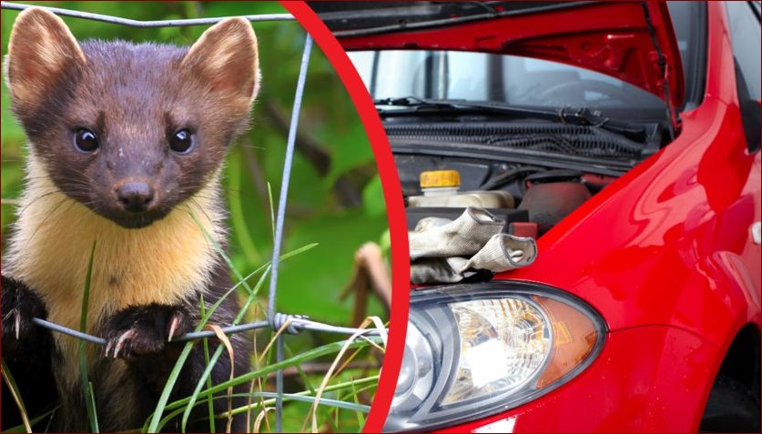 Co na kunę? Niesamowity sekret zwinnych łowców!