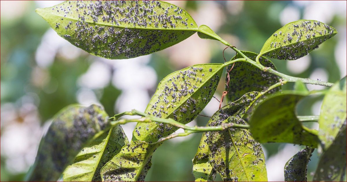Co na mszyce na różach? Poznaj skuteczne i naturalne sposoby na pozbycie się tych szkodników! () Co na mszyce na różach? Poznaj skuteczne i naturalne sposoby na pozbycie się tych szkodników!