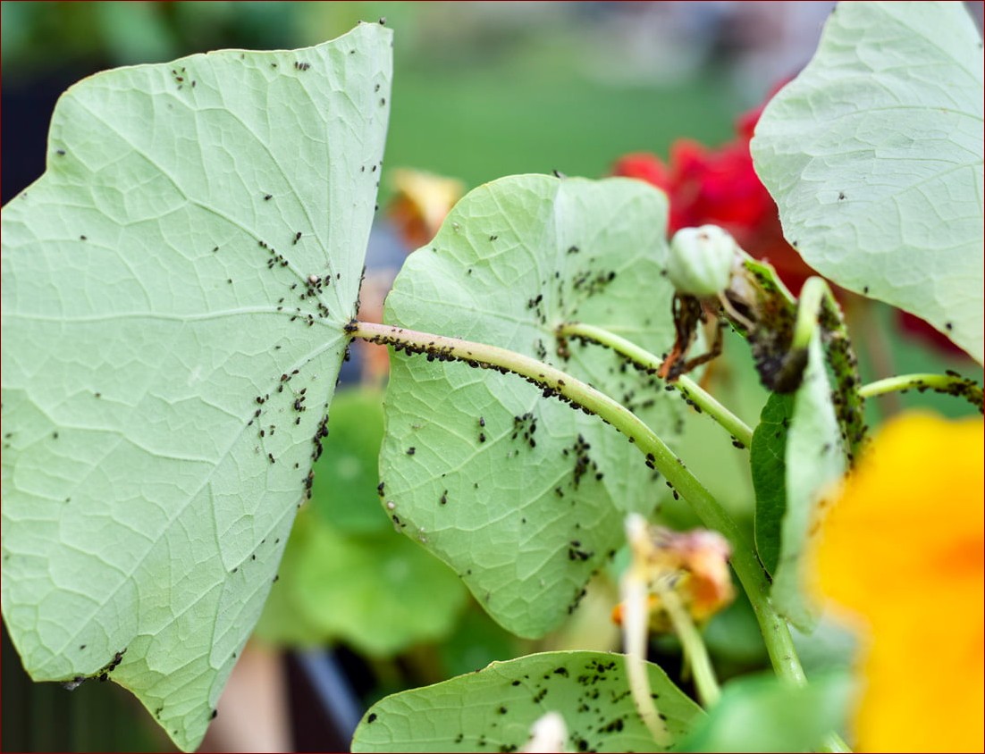 Co na mszyce na różach? Poznaj skuteczne i naturalne sposoby na pozbycie się tych szkodników! () Co na mszyce na różach? Poznaj skuteczne i naturalne sposoby na pozbycie się tych szkodników!