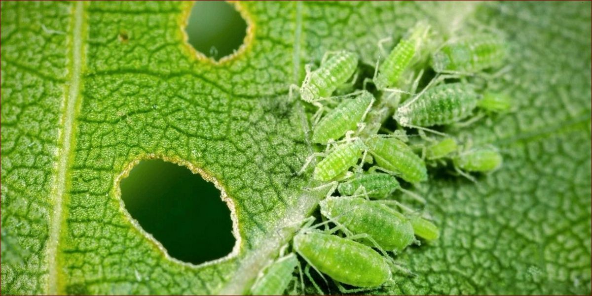 Co na mszyce na różach? Poznaj skuteczne i naturalne sposoby na pozbycie się tych szkodników! () Co na mszyce na różach? Poznaj skuteczne i naturalne sposoby na pozbycie się tych szkodników!