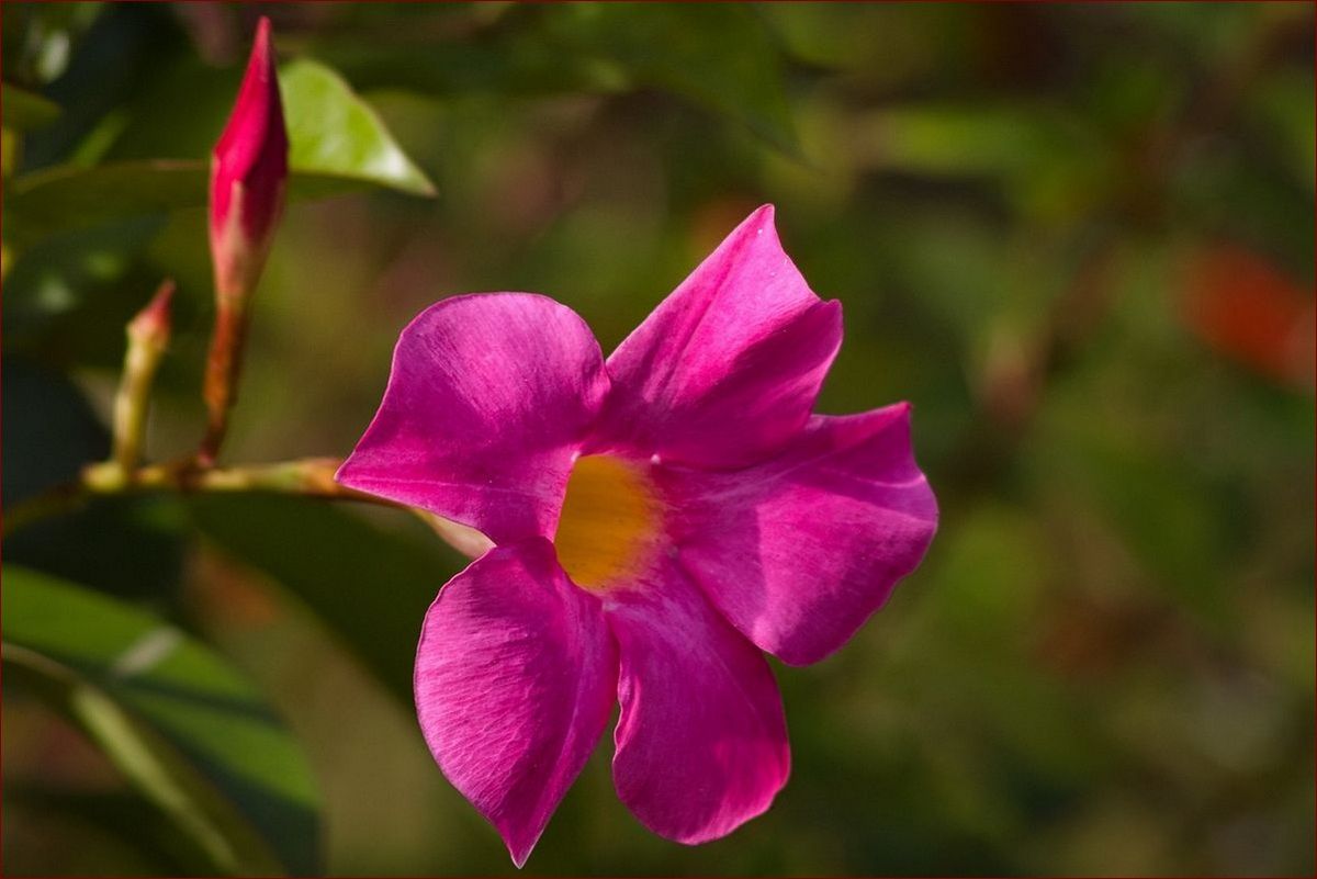 Dipladenia - zimowanie w domu krok po kroku. Skuteczne przygotowanie i pielęgnacja