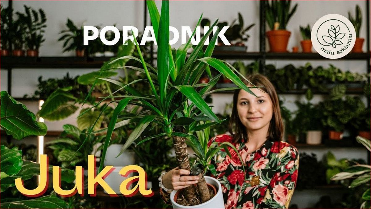 Jak często podlewać jukę? Niezbędnik dla obfitych plonów tej wartościowej rośliny