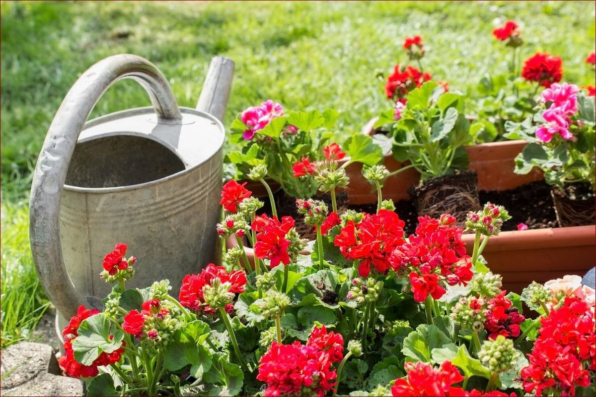 Jak często podlewać pelargonie? 7 cennych wskazówek dla kwitnących roślin