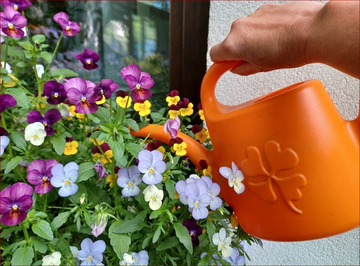 Jak często podlewać pelargonie? 7 cennych wskazówek dla kwitnących roślin