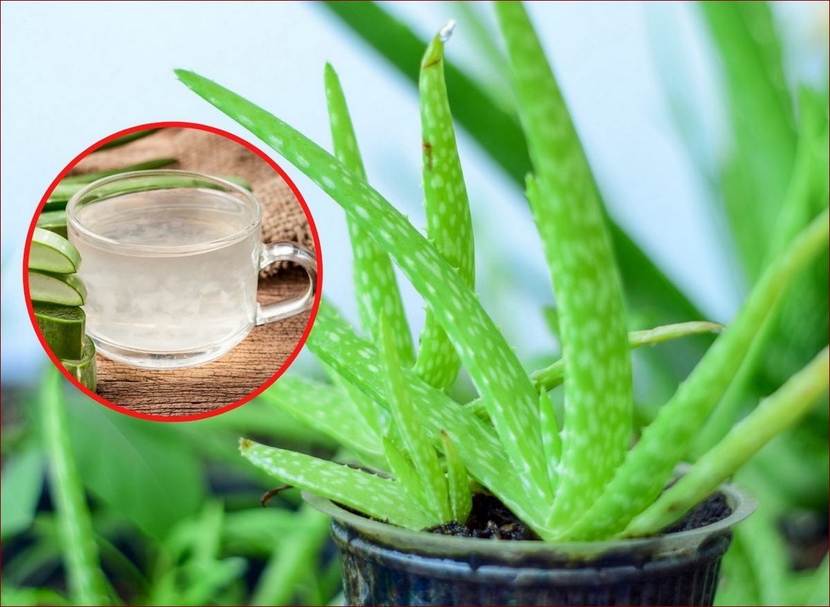 Jak często podlewać pelargonie? 7 cennych wskazówek dla kwitnących roślin