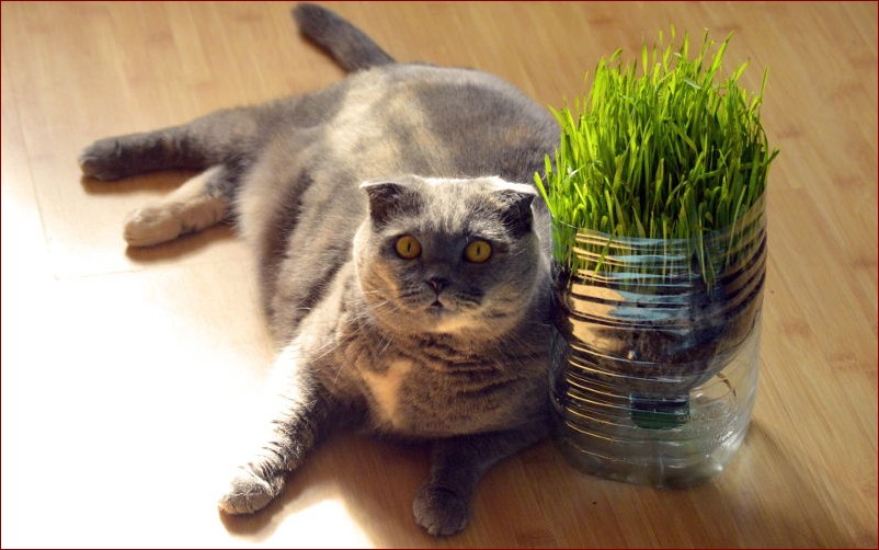 Jak odchudzić kota? Kompleksowy przewodnik dla miłośników zwierząt