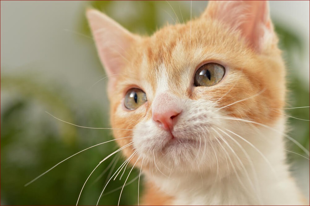 Jak odchudzić kota? Kompleksowy przewodnik dla miłośników zwierząt