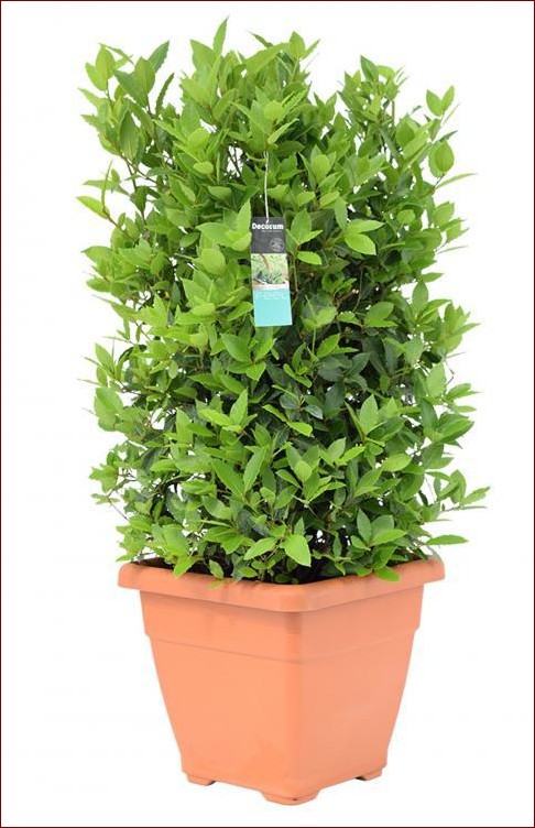 Krzew do donicy: Odkryj sekret pięknowkomponowanego ogrodu w mieszkaniu