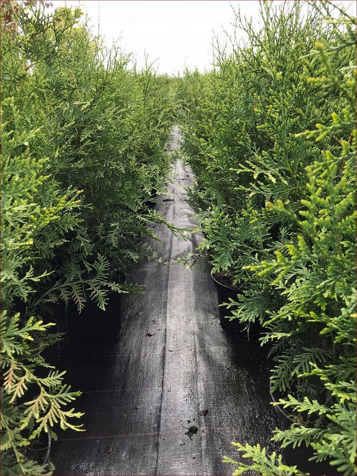 Krzew do donicy: Odkryj sekret pięknowkomponowanego ogrodu w mieszkaniu